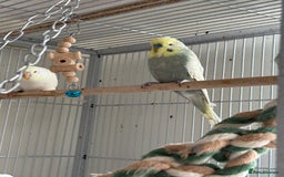 Budgerigars birds for sale: Young and adult unique colour budgies in London - Image 9