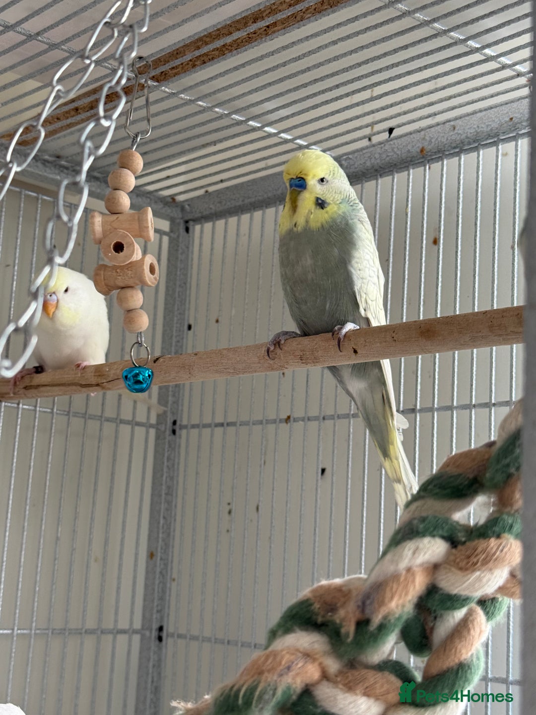 Budgerigars birds for sale: Young and adult unique colour budgies in London - Image 9
