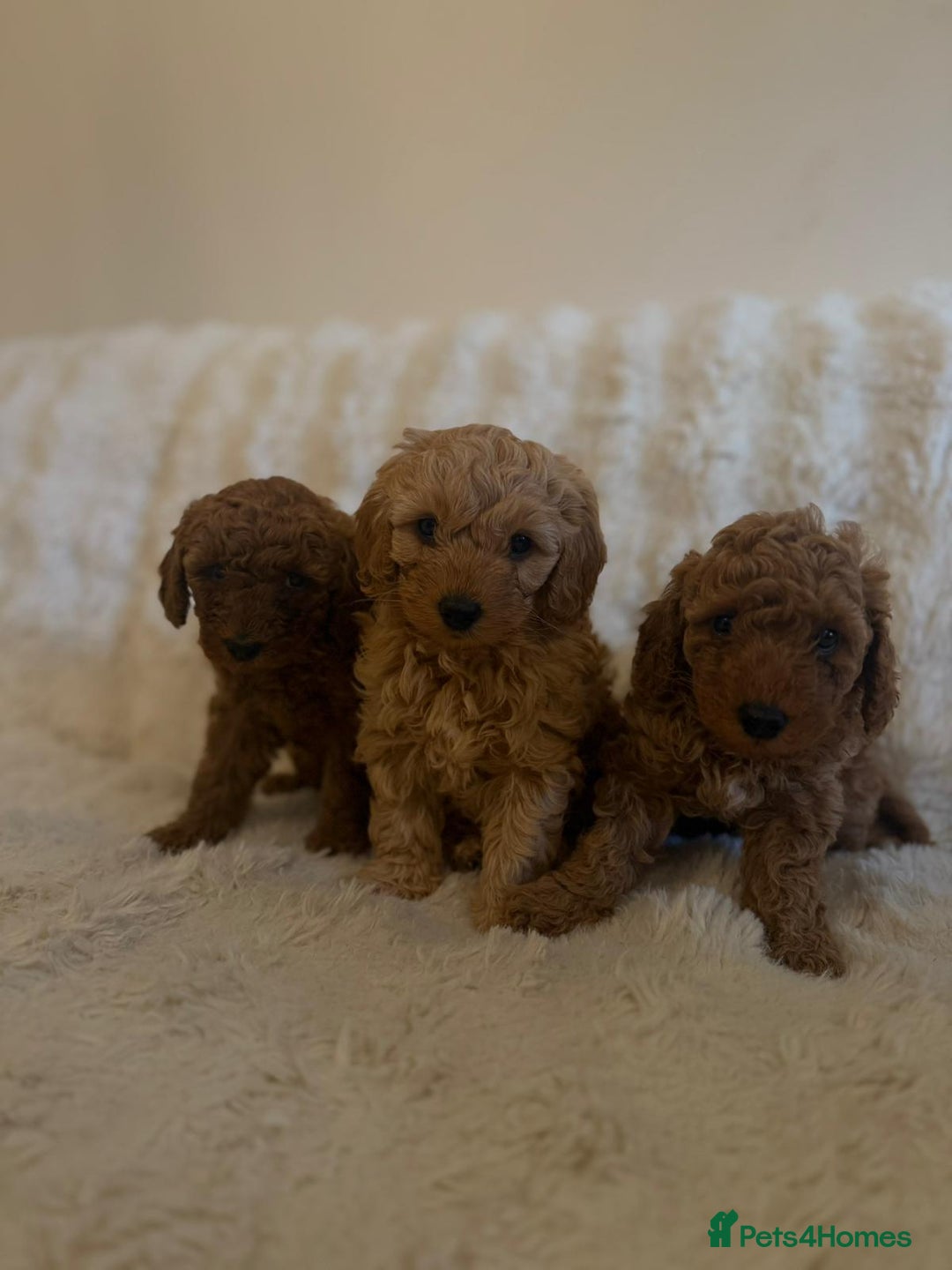 Cockapoo dogs for sale: Beautiful Cockapoo Puppies – Ready Soon! 🐶💛 - Image 6