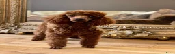 Cavapoo dogs for sale: Donna Jay’s Celebrity K9s   - Advert 4