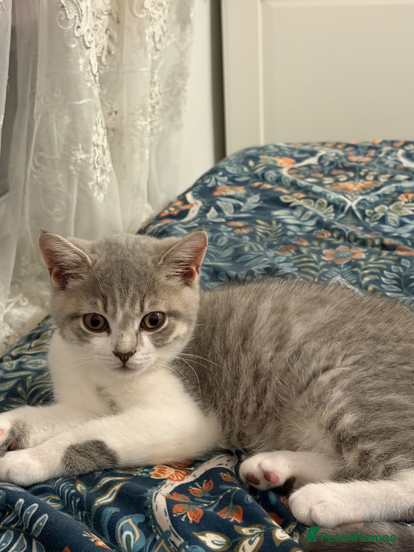 British Shorthair cats BSH kittens 💝 5 🌟🌟🌟🌟🌟 - Advert 14