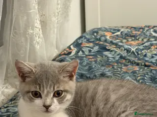 British Shorthair cats BSH kittens 💝 5 🌟🌟🌟🌟🌟 - Advert 14