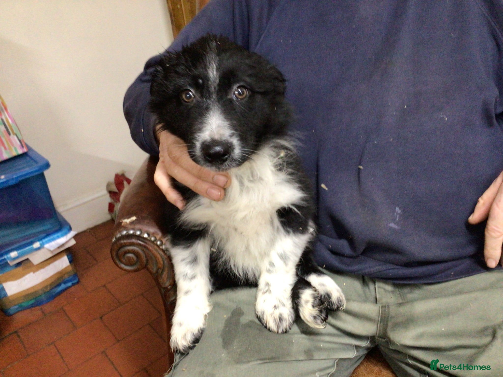 Border Collie dogs Bouldtree Bramble - Advert 2