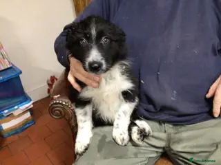 Border Collie dogs Bouldtree Bramble - Advert 2