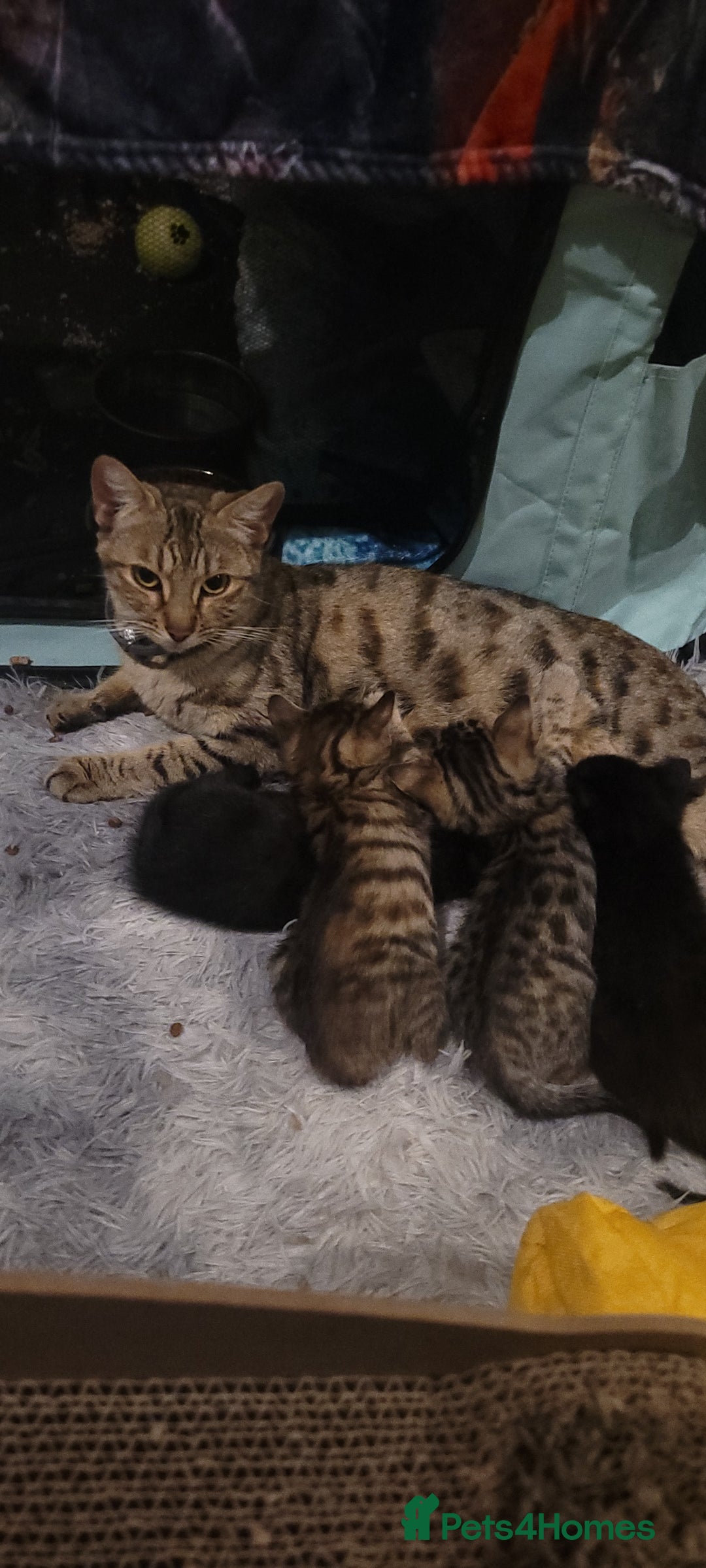 Bengal cats for sale: Black Bengal Kittens - Image 4