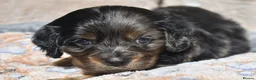 Cavalier King Charles Spaniel dogs for sale: Health Tested Parents-beautiful puppies - Advert 15