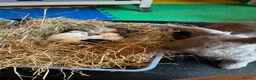Mixed Breed rabbits for sale: Mixed bunnies  in Northampton - Advert 3