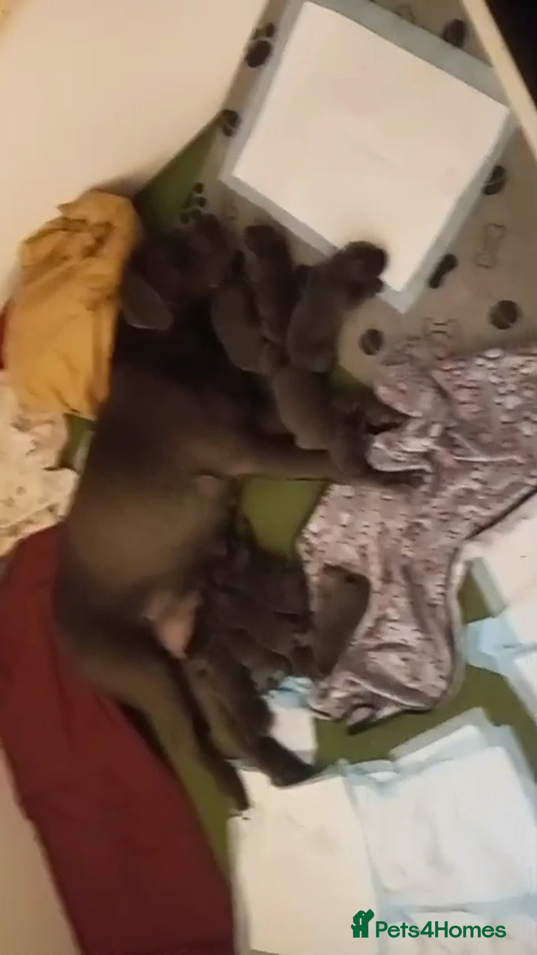 Cane Corso dogs for sale: BEAUTIFUL BLUE CANE CORSO GIRLS - Image 21