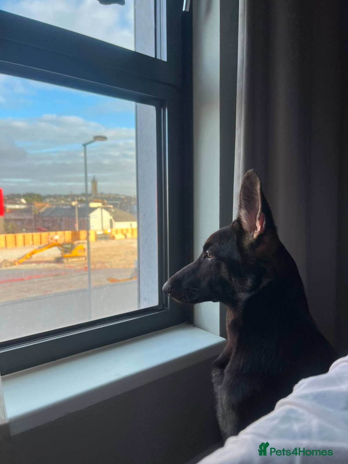 German Shepherd dogs 6 month old working line German shepherd  - Advert 3