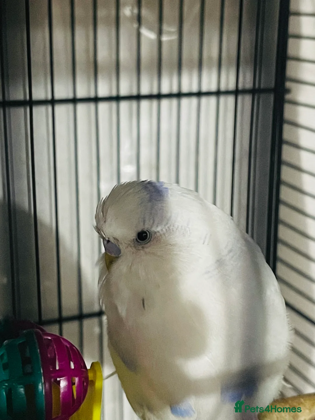 Budgerigars birds for sale: Male budgies in Glasgow - Advert 3