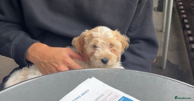 Cockapoo dogs - Advert 3