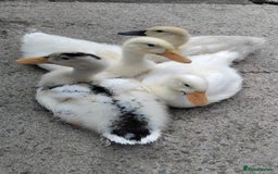 Ducks poultry for sale: 4x ducks - Image 7
