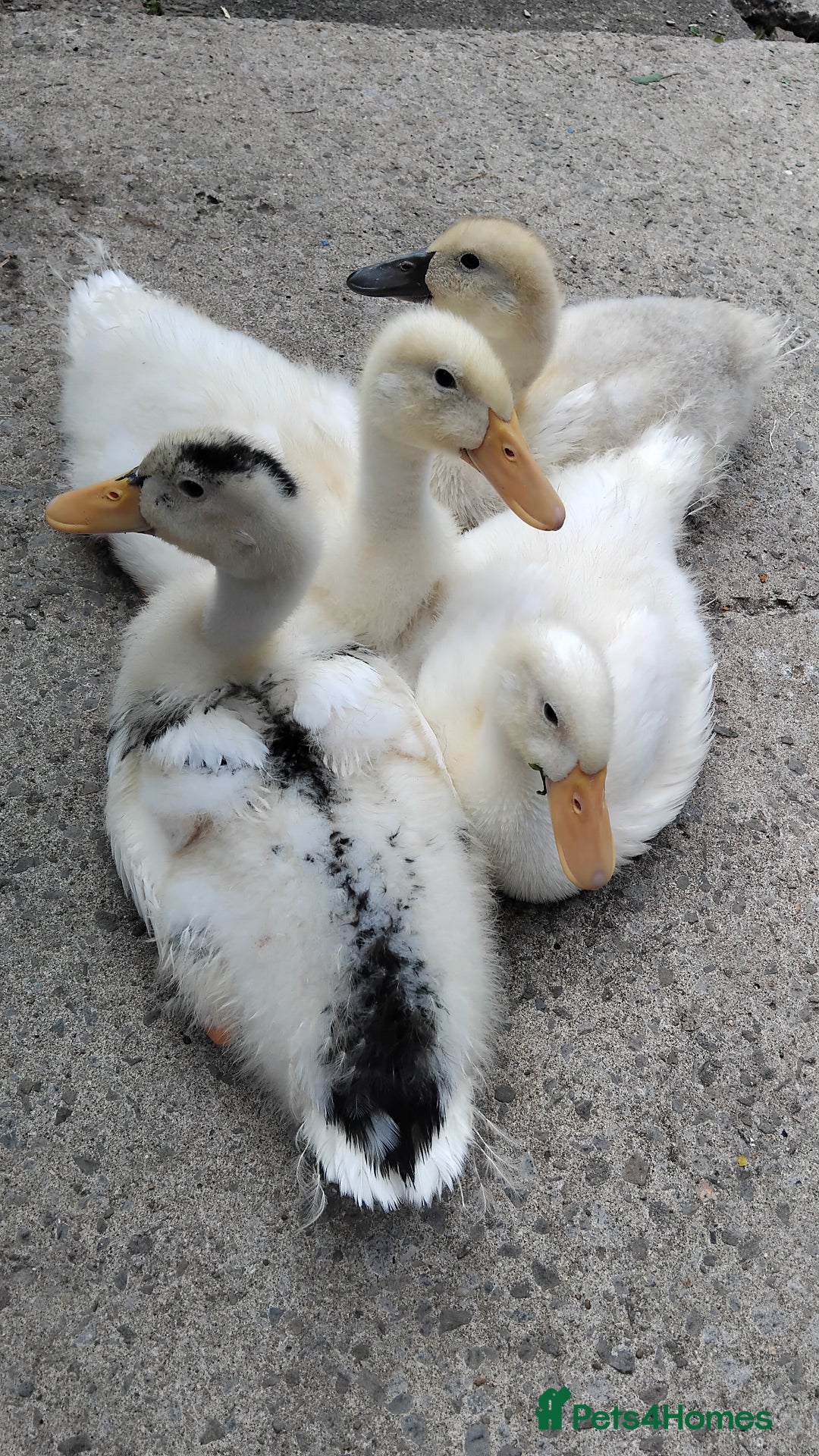 Ducks poultry for sale: 4x ducks - Image 7