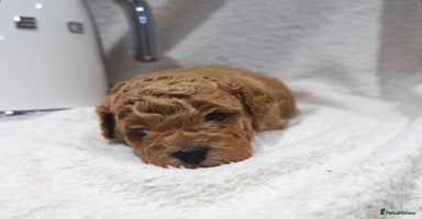 Mixed Breed dogs - Advert 1