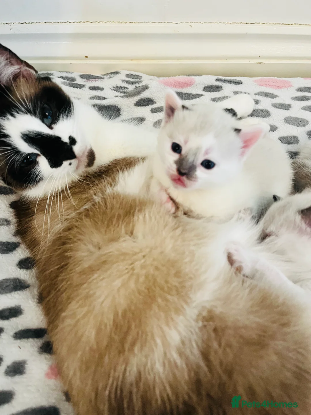 Mixed Breed cats for sale: Gorgeous Snowshoe Siamese Kittens  - Advert 1
