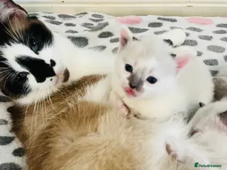 Mixed Breed cats Gorgeous Snowshoe Siamese Kittens - Advert 14