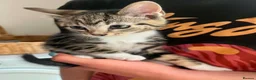 Mixed Breed cats for sale: Adorable kittens - Advert 28