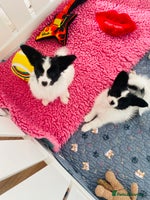 Papillon dogs - Advert 1