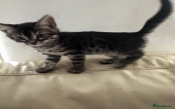 Bengal cats for sale: Stunning Silver & Charcoal Bengal Boys & Girls! - Image 8