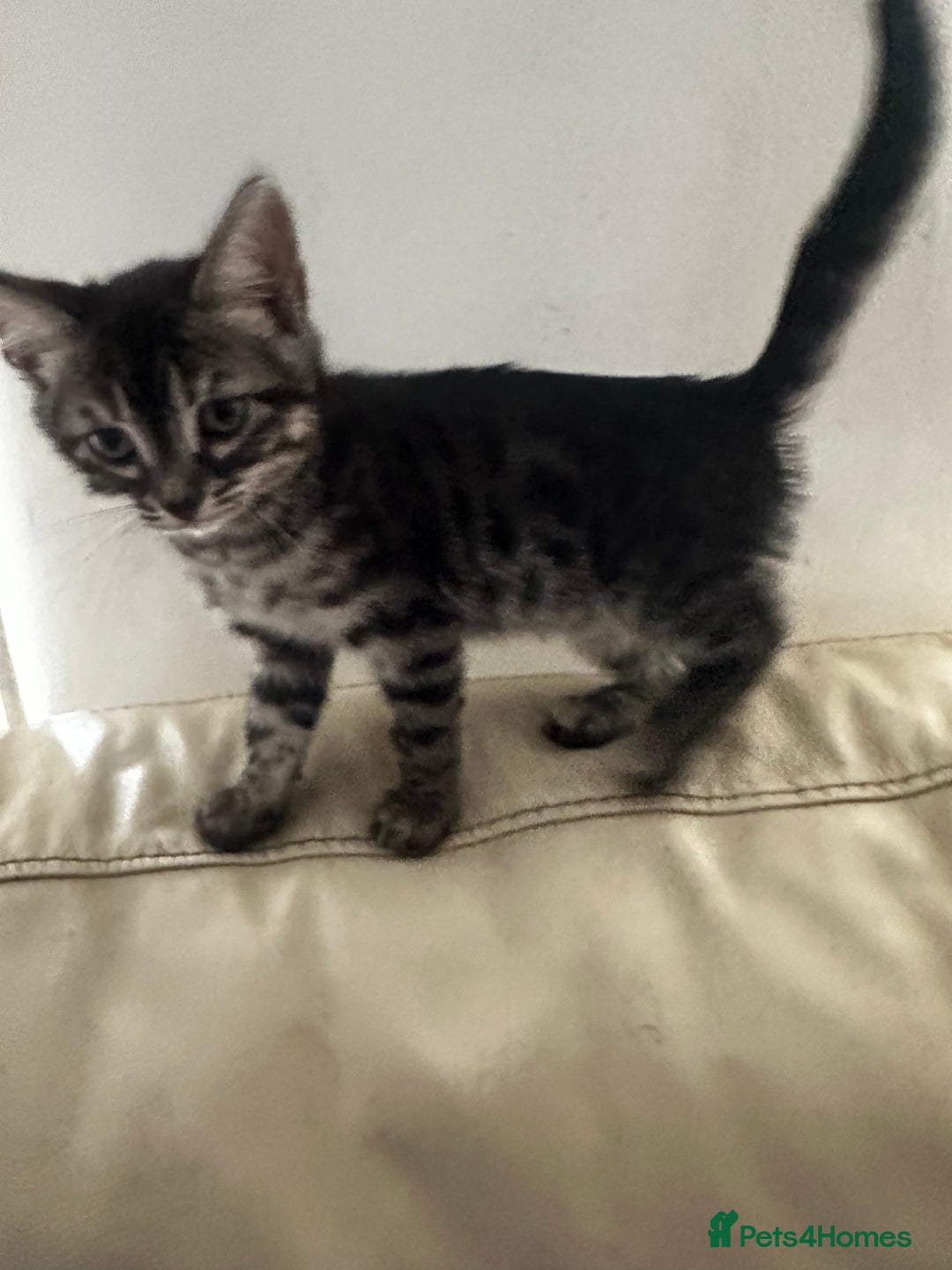 Bengal cats for sale: Stunning Silver & Charcoal Bengal Boys & Girls! - Image 8