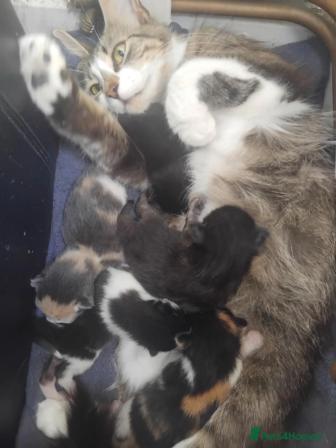 Mixed Breed cats for sale: 5 gorgeous kittens ready 28th September  - Advert 1