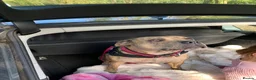 Staffordshire Bull Terrier dogs for sale: Beautiful Merle Staffy girl looking for home - Advert 4