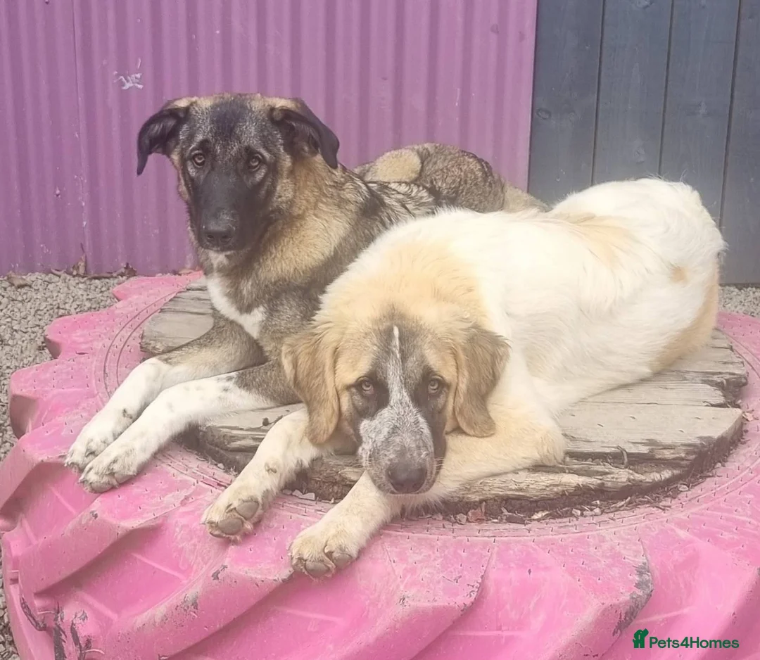 Mixed Breed dogs for adoption: Skye - In Ayr Looking for a home  - Advert 6