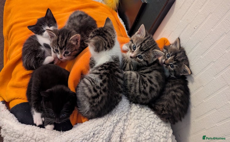 Mixed Breed cats - Advert 1
