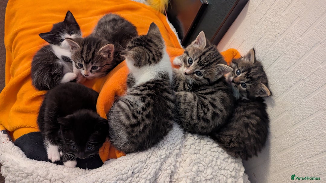 Mixed Breed cats for sale: Beautiful mix breed kittens  - Image 1