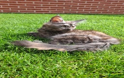 Maine Coon cats for sale: Pedigree Maine Coon kittens  - Image 16