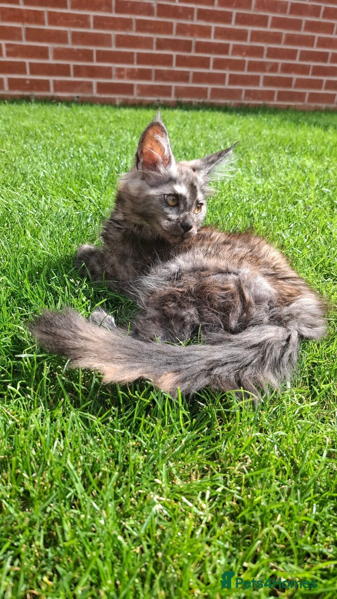 Maine Coon cats for sale: Pedigree Maine Coon kittens  - Image 16