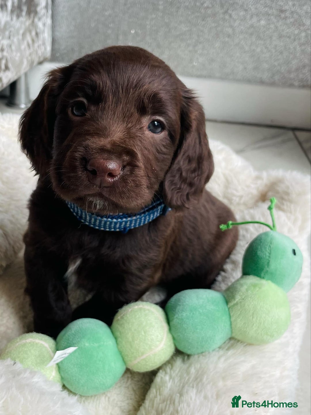Sprocker dogs for sale: Stunning sprocker puppies  - Advert 9