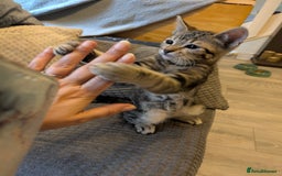 Domestic Shorthair cats for sale: Beautiful domestic short hair kittens for sale  - Image 31