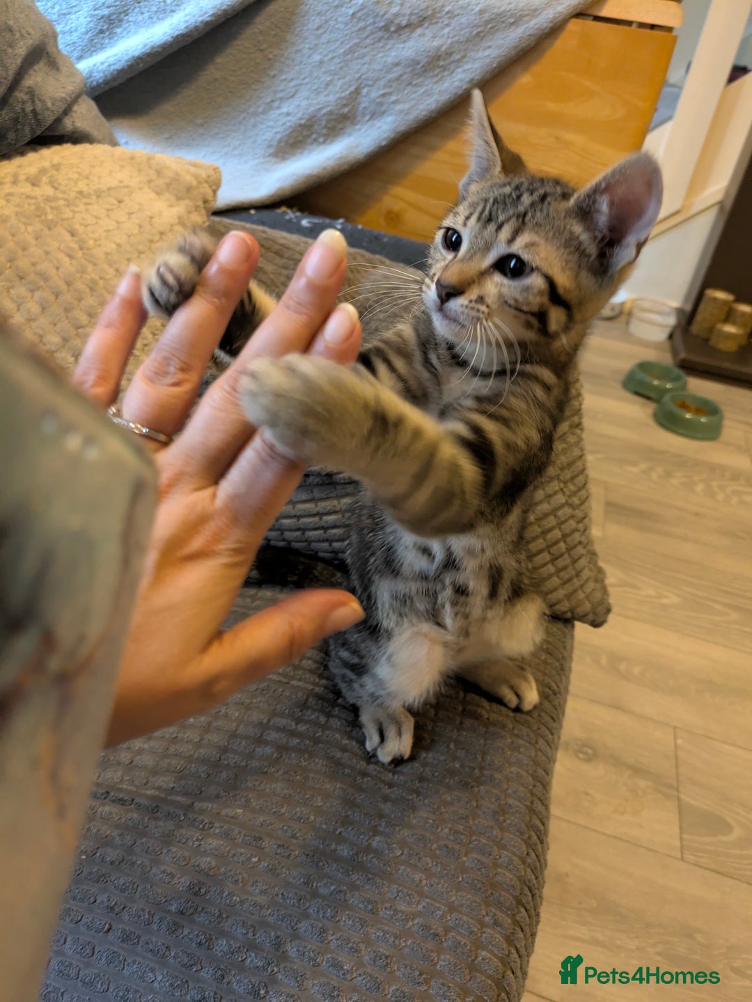 Domestic Shorthair cats for sale: Beautiful domestic short hair kittens for sale  - Image 31