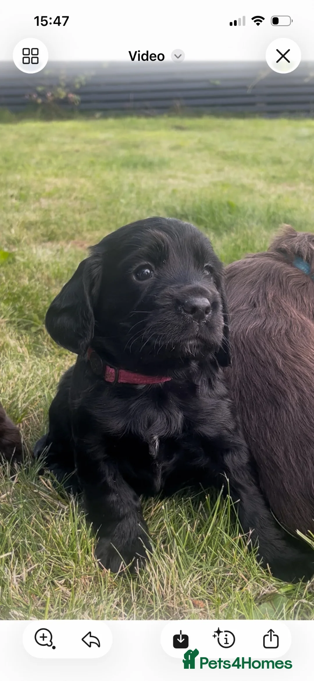Sprocker dogs for sale: Health checked &Ready to leave , 1st vaccine   - Advert 2
