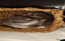 Mixed Breed cats for sale: Gorgeous kittens  - Image 13