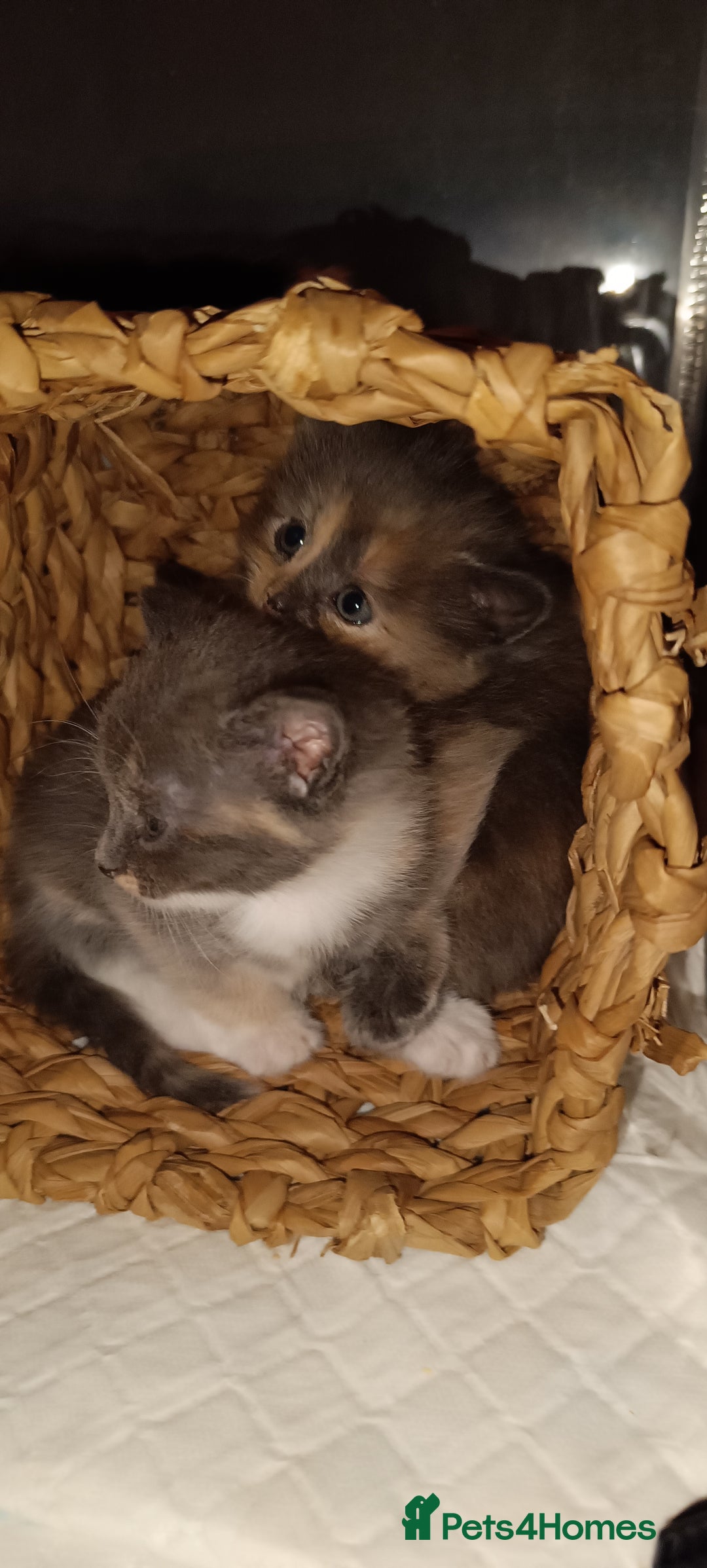 Mixed Breed cats for sale: Gorgeous kittens  - Image 13