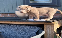 Labrador Retriever dogs for sale: Gorgeous KC Silver & Charcoal Labs - Image 10