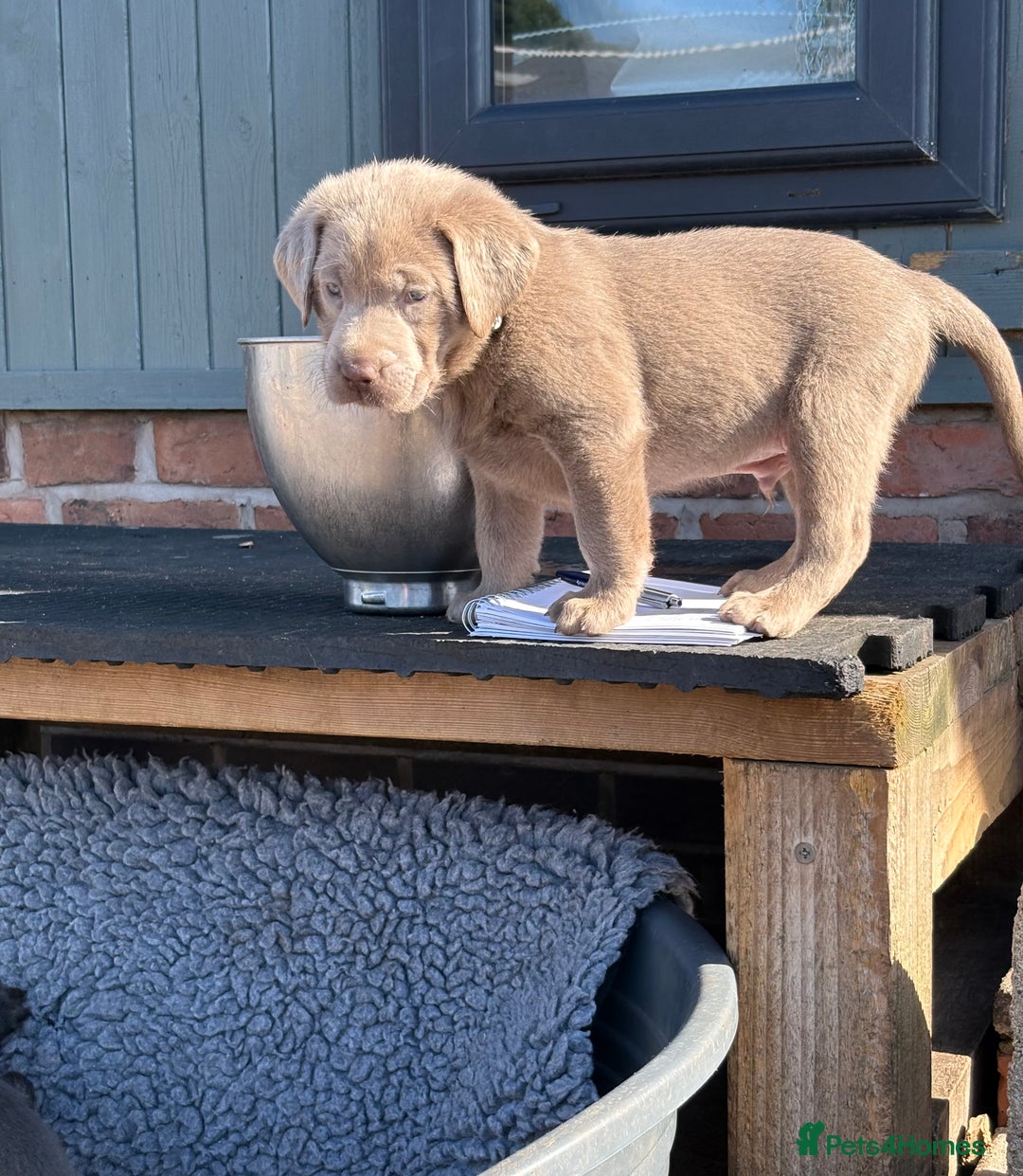 Labrador Retriever dogs for sale: Gorgeous KC Silver & Charcoal Labs - Image 10