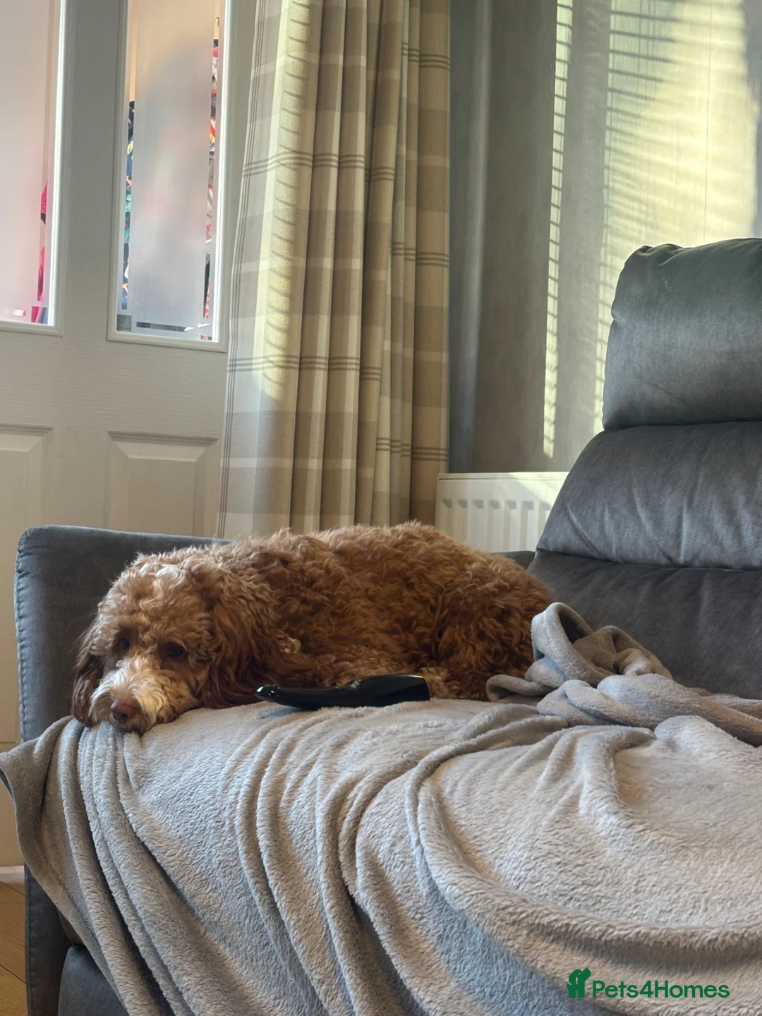 Cockapoo dogs for sale: Female Cockapoo  - Advert 6