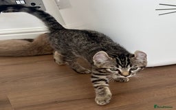 Keetso cats for sale: Reduced Ready now Last 1, Rare Jungle Curl Kittens in Portsmouth - Image 19