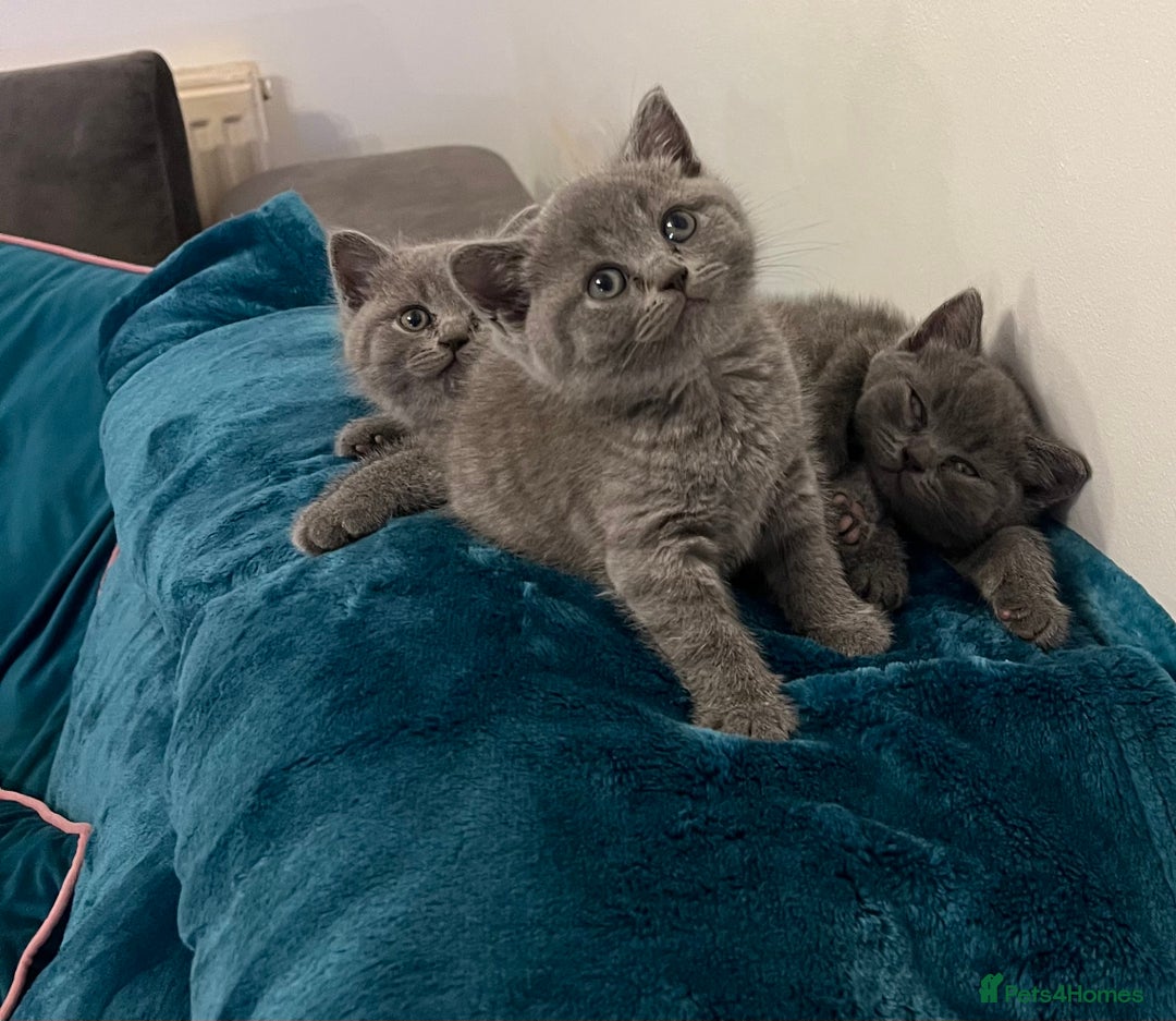 British Shorthair cats for sale: Beautiful British Shorthair Kittens Home Raised  - Advert 12