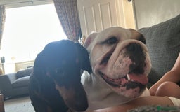 Mixed Breed dogs for sale: Bulldach Puppies - Image 16