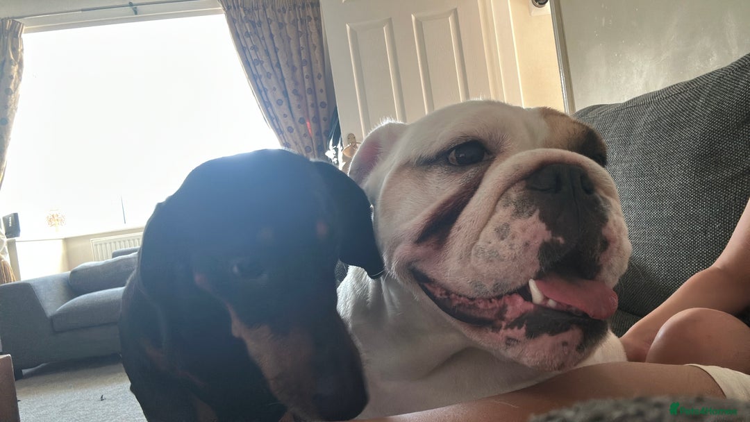 Mixed Breed dogs for sale: Bulldach Puppies - Image 16