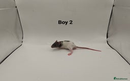 Rat rodents for sale: OCT: 32 Rats (7 Rats: 4 Boys, 3 Girls Left) - Advert 2