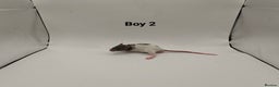 Rat rodents for sale: OCT: 32 Rats (2 Rats: 2 Boys Left) - Advert 2