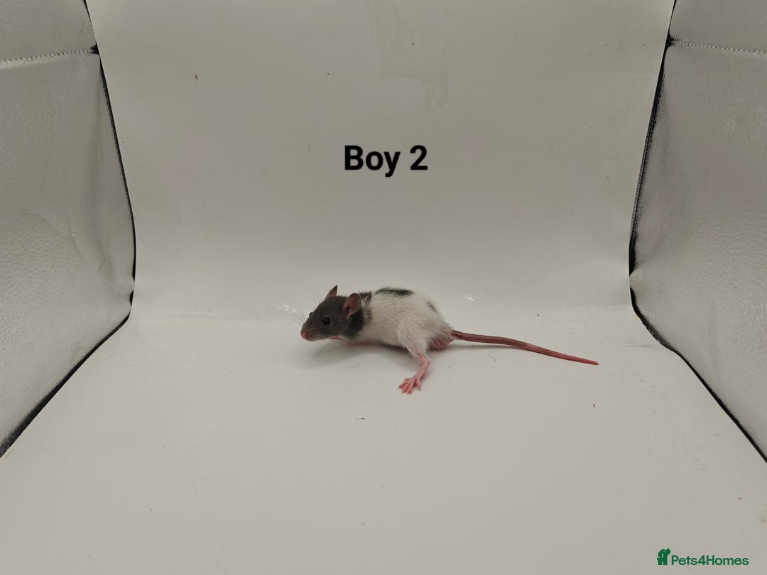 Rat rodents for sale: OCT: 32 Rats (7 Rats: 4 Boys, 3 Girls Left) - Advert 2