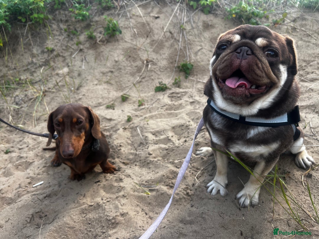 Pug dogs for sale: Kc reg 3 year old chocolate pug  - Advert 18