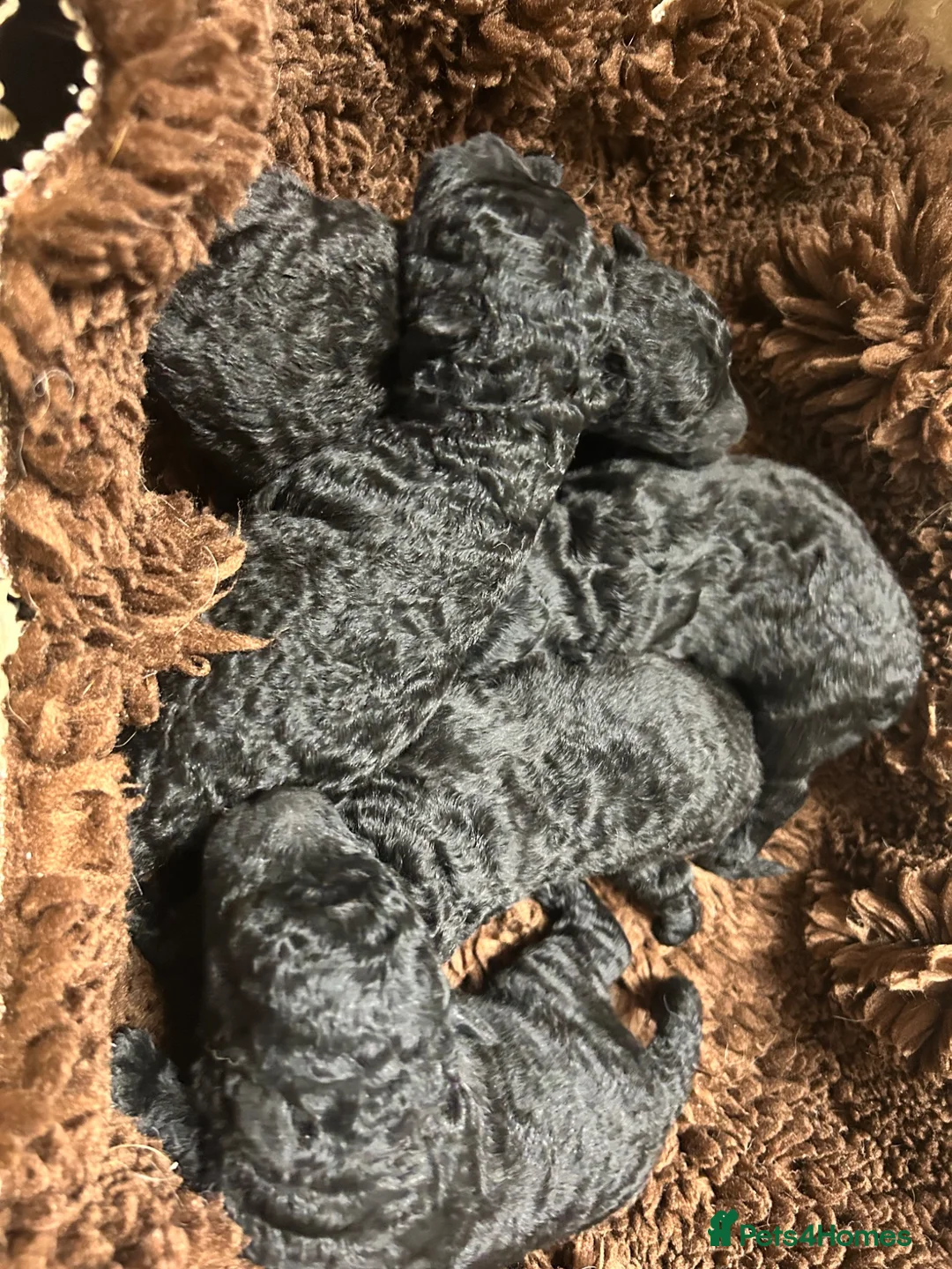 Mixed Breed dogs for sale: Hungarian Mudi puppies  - Advert 5