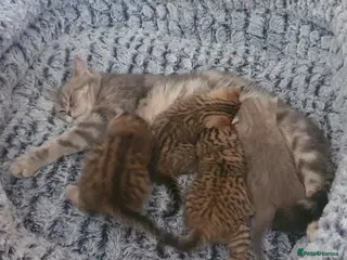 British Shorthair cats British Shorthair Black Golden Spotted Tabby 🐱🐱 - Advert 2